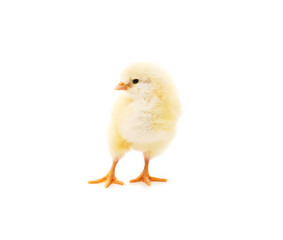 Small yellow chicken.
