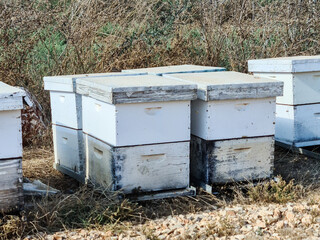 bees in beehive