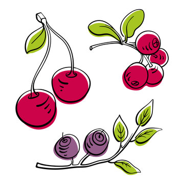 Cherry, blueberry, cranberry. Colorful line sketch collection of fruits and berries isolated on white background. Doodle hand drawn fruits. Vector illustration
