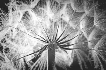 Dandelion seed head with dew drops, closeup. Black and white tone