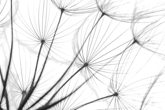 Delicate dandelion seeds, closeup. Black and white tone