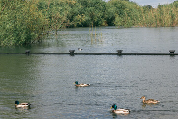 Swimming ducks on a flooded embankment