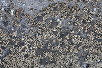 Barnacles are arthropods that belong to the infraclass Cirripedia, subphylum Crustacea, so they are related to crabs and shrimp. They like to stick everywhere from the hull of ships, docks and whales.