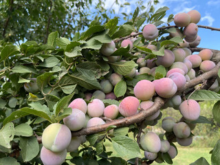 plums on a branch of summer harvest