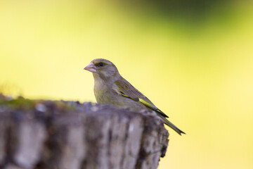 Chloris chloris on wood