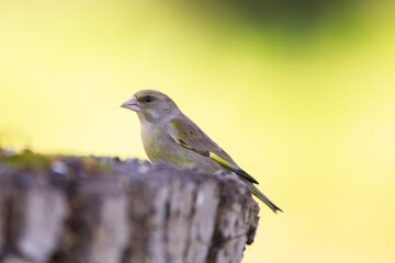 Chloris chloris on tree