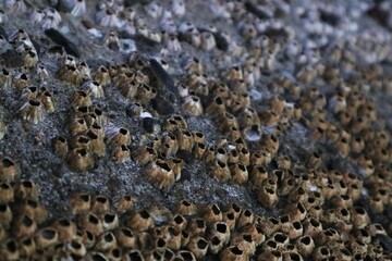 Barnacles are arthropods that belong to the infraclass Cirripedia, subphylum Crustacea, so they are...