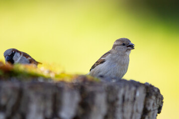 sparrow on a branch