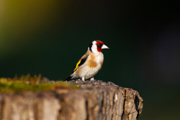 goldfinch on tree