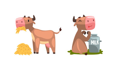 Cute Milk Cow with Udder Drinking Milk from Can and Chewing Hay Vector Set