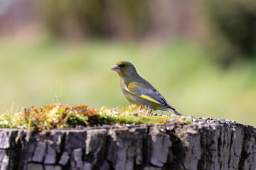 Fototapeta premium Chloris chloris