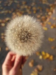 Dandelion in autumn