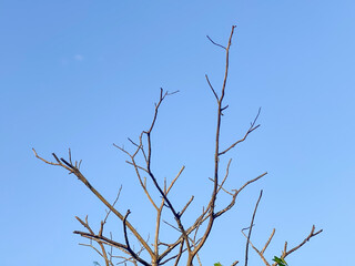 tree branches against blue sky