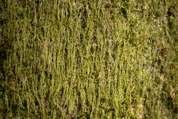 Moss texture in natural composition in the forest. Wildlife macro detail, green moss in a wood trunk