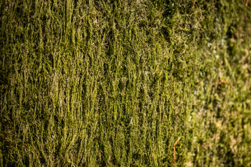 Moss texture in natural composition in the forest. Wildlife macro detail, green moss in a wood trunk