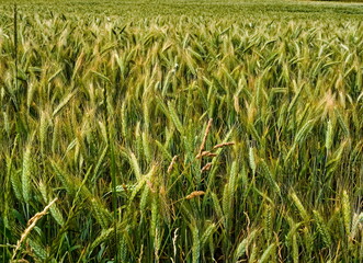 Green field of wheat. Close-up of a wheat blade