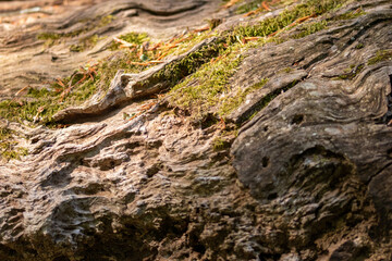 Wood trunk background closeup. Texture wood in wildlife. Natural forest background with moss and scratches