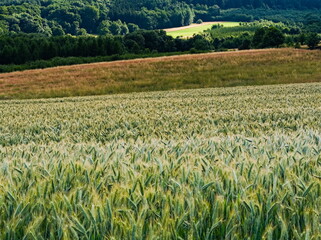 field of wheat and field. countryside view