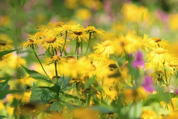 Beautiful summer wildflowers - summer ragwort or leopard plant (Ligularia dentata)