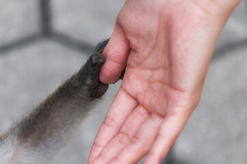 long tailed macaque holding a woman's thumb malaysia