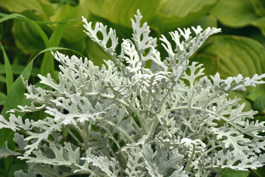 Zierpflanze Silberblatt Senecio cineraria - Jacobaea maritima