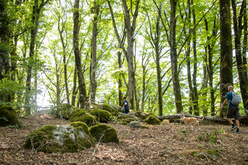 Scenic green forest trail. Tranquil natural landscape