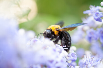花の蜜を集めるクマバチ 日本