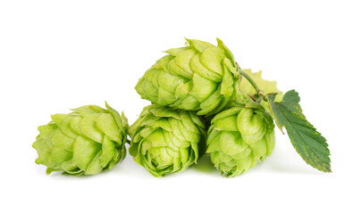 Fototapeta premium Fresh green hops branch, isolated on a white background. Hop cones with leaf. Organic hop flowers. Close up.