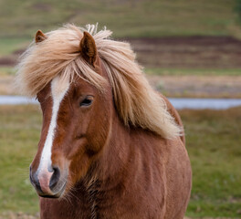 Obraz premium portrait of an icelandic horse