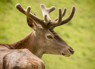 deer closeup