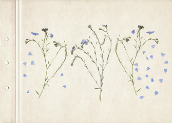 Pressed and dried herbs. Scanned image. Vintage herbarium background on old paper. Composition of the grass with blue flowers on a cardboard.