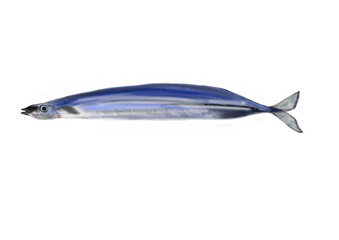 秋の食材サンマ