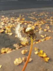 Dandelion with autumn leaves.