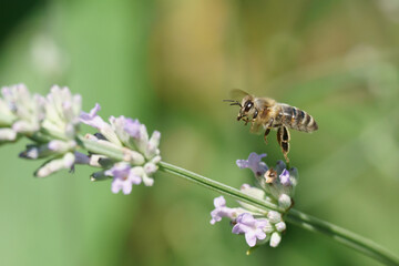 Honigbiene (Apis mellifera) im Anflug auf Lavendelblüten