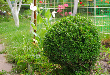 Green boxwood bush. The boxwood is neatly trimmed. Designer trimming of plants.