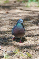 A beautiful rock dove is walking in the park.