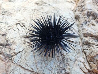 Small sea urchin on a rocky shore. A beautiful marine animal with black long needles.