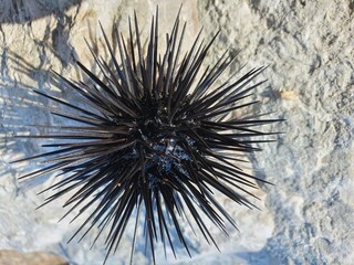 Small sea urchin on a rocky shore. A beautiful marine animal with black long needles.