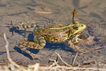 The frog swims on the pond.