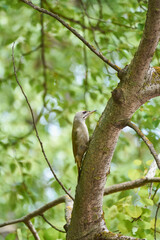 Naklejka premium Gray-headed woodpecker on a tree in the park.