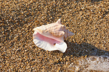 Beautiful large sea clam shell on the beach