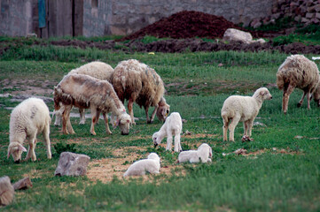 Obraz premium sheep and lambs, grazing sheep and lambs, sheep and goat farming, meat production, sheep on the farm