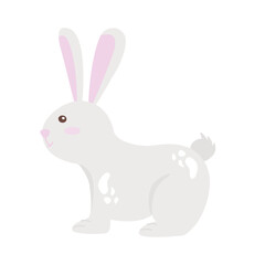 cute rabbit white