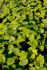&ETH;&iexcl;lose-up of young sprout buckwheat.