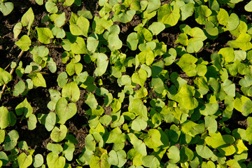 Сlose-up of young sprout buckwheat.