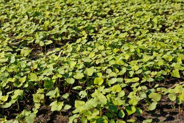 Ð¡lose-up of young sprout buckwheat.