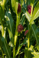 Fototapeta premium Close-up of fresh small corn cob with hairs on the tip.