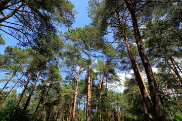 Conifer trees in the forest