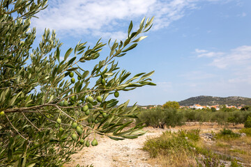 Olive tree and sky