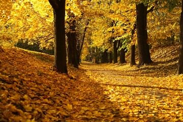 Obraz premium autumn trees in the park